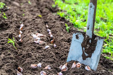  Preparing the Ground for Planting Garlic: Essential Tips and Techniques 