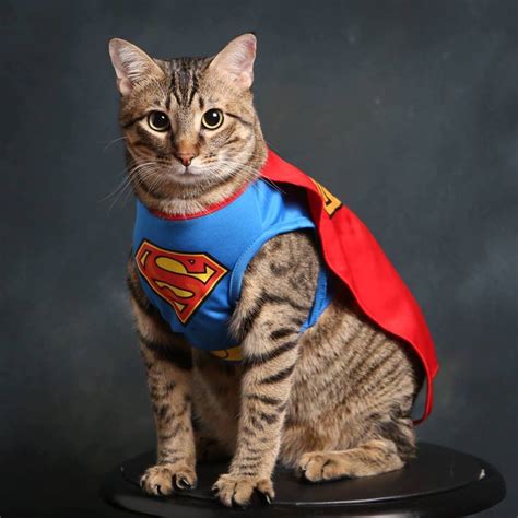  Revealing the Financial Value of the Feline Hero 