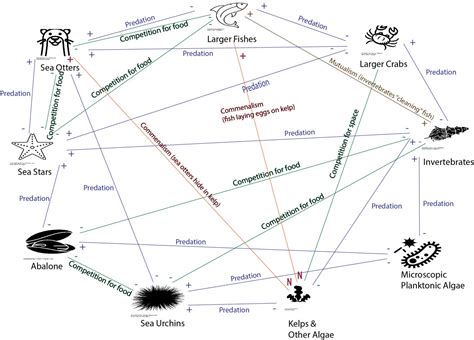  Roles and Interactions of Orange Fish Species 