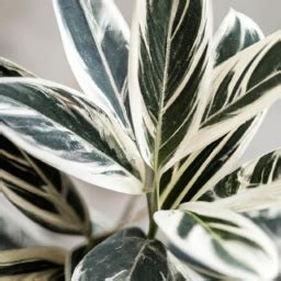  Selecting the Perfect Plants to Enhance Your Indoor Environment 