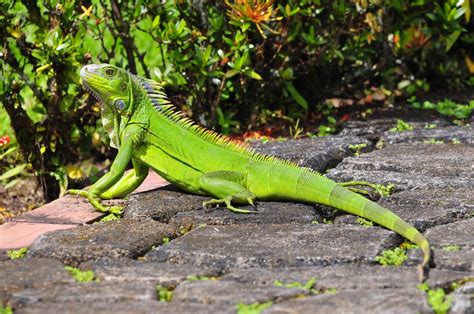  Techniques for Processing and Understanding Iguana Bite Dreams 