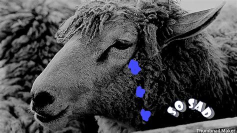  The Link between Sheep Assault Dreams and Personal Relationships Exploration 