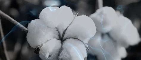  The Symbolic Significance of Cotton in Dreams 