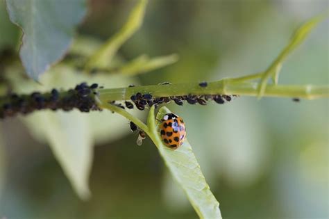  Uncovering the Culprits: Common Triggers of Fly-infested Nightmares 