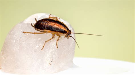  Uncovering the Symbolic Interpretations of Dreaming About Exterminating a Cockroach 