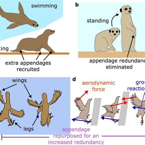  Unlocking the Science: Investigating the Biology of Aerial Locomotion and the Human Urge to Soar 