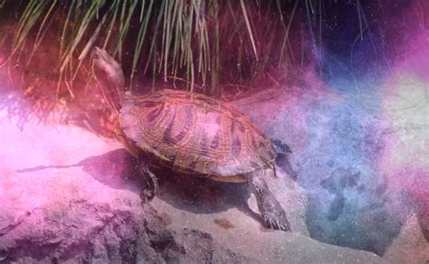  Unraveling the Concealed Meanings in Dreams of a Wounded Tortoise 