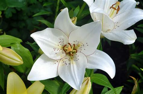  White Lilies in Mythology and Religion: Connecting the Divine and Mortal Worlds 