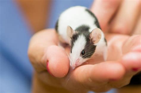 A Beginner's Guide to Caring for Domesticated Mice: Creating an Ideal Habitat