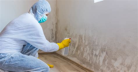 A Breath of Fresh Air: Maintaining a Mold-Free Environment in Your Home