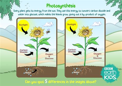 A Breath of Fresh Air: The Role of Oxygen in Seed Vitalization