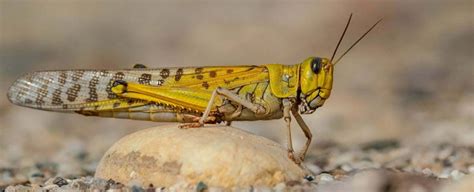 A Brown Locust in Your Dreams: What Does It Signify?