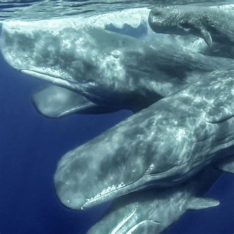 A Call to Adventure: Embarking on a Journey to Explore Majestic Whales in an Unforgettable Setting