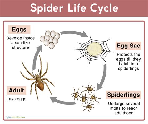 A Captivating Vision: Unveiling Insights into Spider Life Cycle