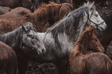 A Closer Examination of the Psychological Significance of Dreams Depicting Horses in Perilous Waters