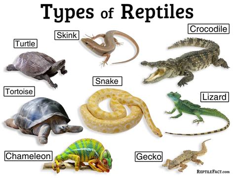 A Closer Look at Different Types of Reptiles in Vivid Nighttime Visions