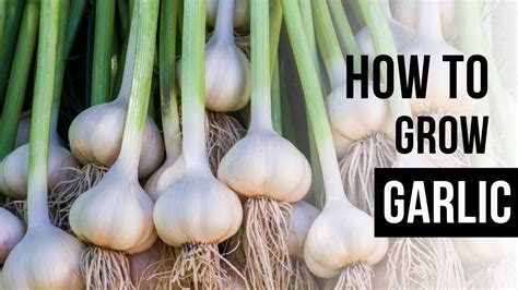 A Comprehensive Guide to Achieving Success in Garlic Cultivation