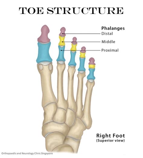 A Comprehensive Look at Toe Fractures and Their Causes