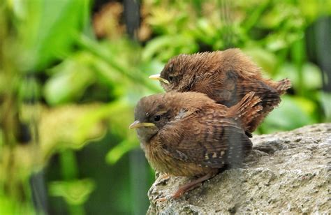 A Connection Stronger than Plumage: Unforgettable Accounts of Fledglings and their Rescuers