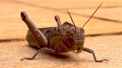 A Fascinating Creature: Understanding the Anatomy of the Mysterious Black Cricket