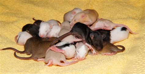 A Fascinating Journey into the Enigmatic World of Offspring Aspirations in Rat Breeding