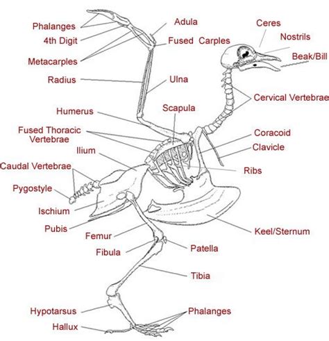 A Fragile Emblem: Unveiling the Enigmas of Avian Skeletal Structure