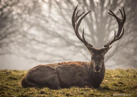 A Friendship with the Untamed: Bonding with the Majestic Stag