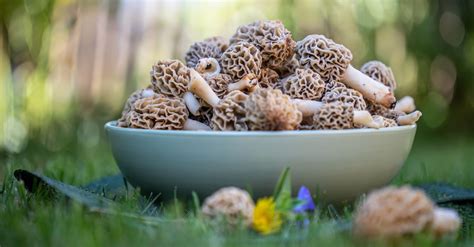 A Fungi Feast: Discovering the Captivating Universe of Edible Wild Mushrooms