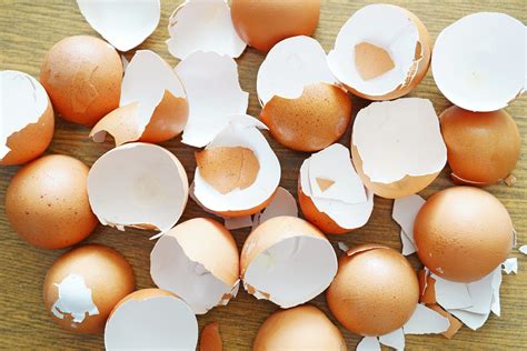 A Glimpse into Subconscious Desires: Insights from Edible Egg Shells