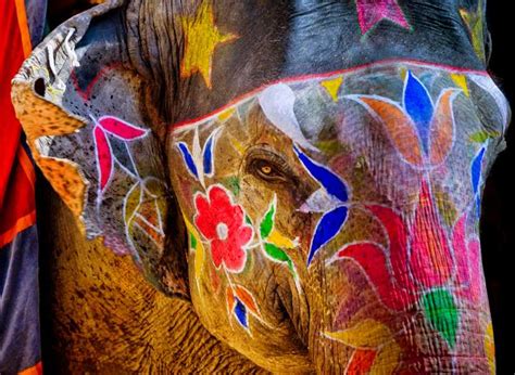 A Glimpse into Their Soul: Exploring the Spiritual Significance of Elephant Weeping