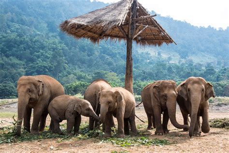 A Glimpse into the Enchanting Realm of Elephant Sanctuaries