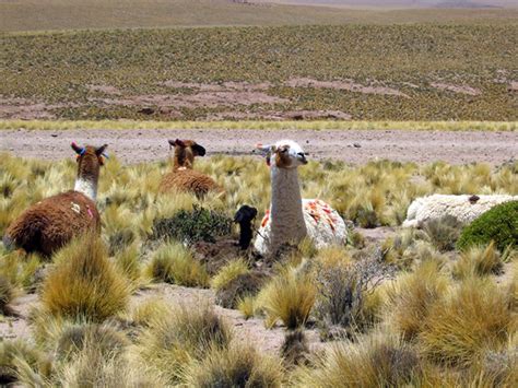 A Glimpse into the Mysteries: Revealing the Flora and Fauna of the Desert