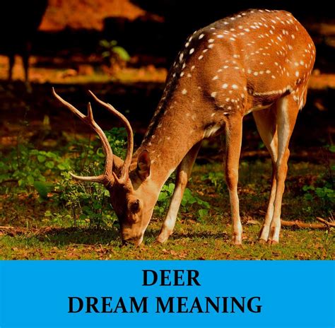 A Glimpse into the Subconscious: Insights from Dreams of Expired Deer