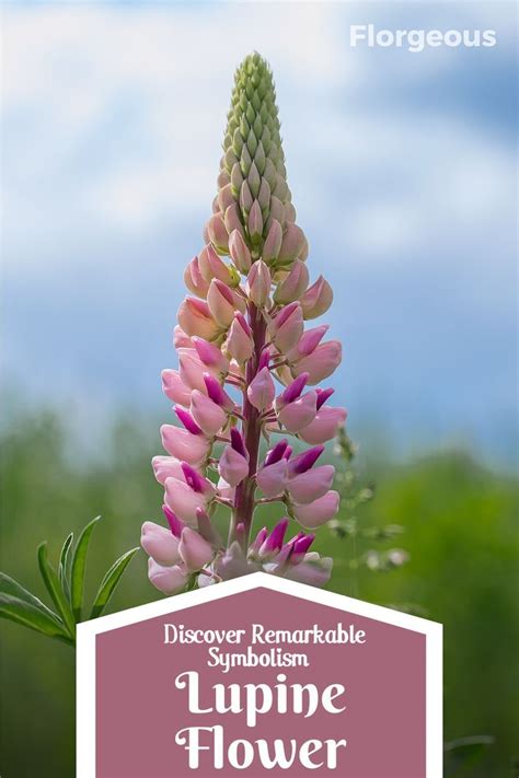 A Glimpse into the Subconscious Mind: Unveiling the Symbolism of Lupine Visions