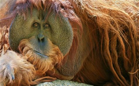 A Glimpse into the Symbolic Significance of Primate Visions