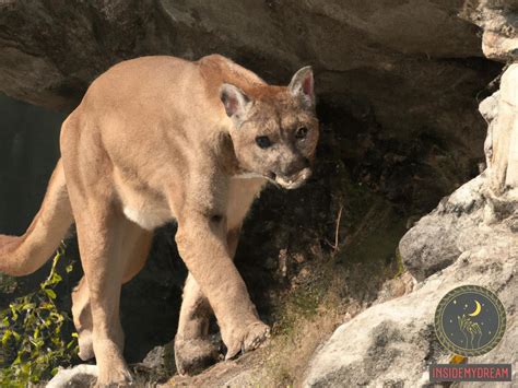 A Glimpse into the Unconscious: Exploring the Hidden Messages of Cougar Dreams