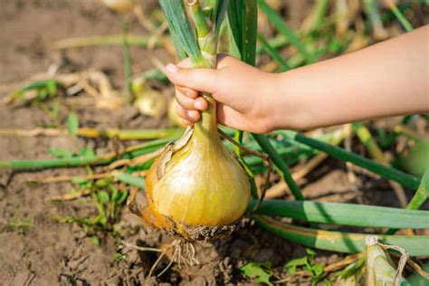 A Guide to Decoding the Symbolism of Dreams Involving Harvesting Onions