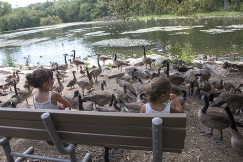 A Happy Ending: The Ducks Thrive in Their New Sanctuary