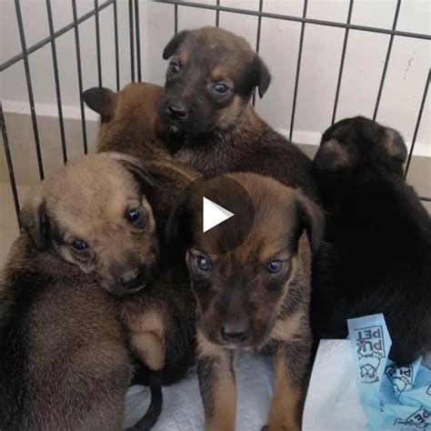 A Heartwarming Rescue Story: Saving Struggling Puppies