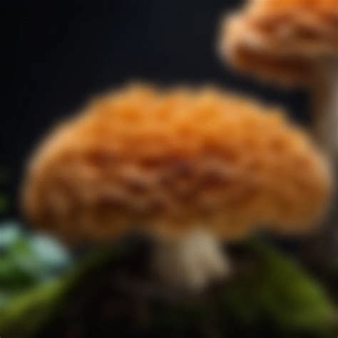 A Hidden Universe Below: The Astonishing Assortment of Fungal Varieties