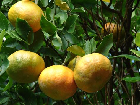 A Historical Journey of Citrus Reticulata