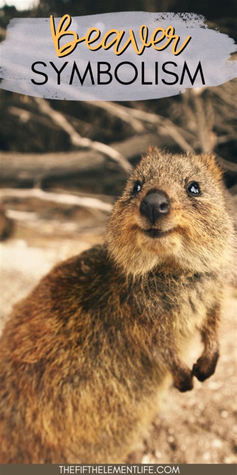 A Journey Through Cultural and Spiritual Perspectives on the Symbolic Significance of Beaver