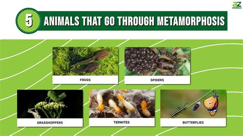 A Journey Through Time: The Evolutionary Significance of Animal Metamorphosis