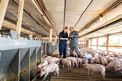 A Journey into Artisanal Pork Production: Farm-to-Table Experience