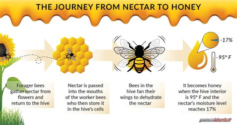 A Journey into the Beehive: Understanding the Honey-Making Process