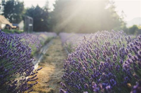 A Journey into the Botanical Origins of the Enchanting Lavender Foliage