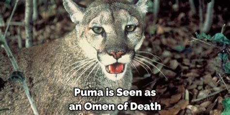 A Journey into the Spiritual Realm of the Majestic Puma