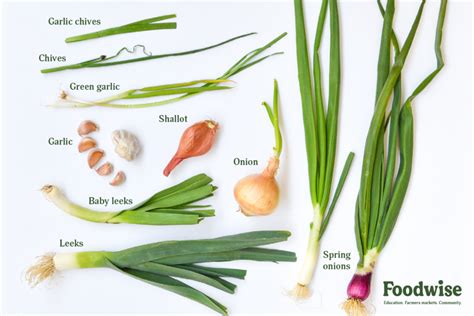 A Journey into the Symbolic World of Crisp Spring Onions