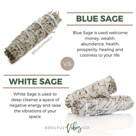 A Look into the Spiritual History of White Sage