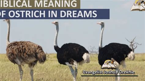 A Majestic Bird Soars: Decoding the Significance of Flying Ostriches in One's Dreams